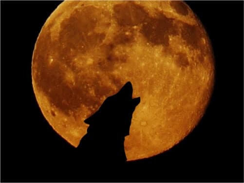 We Helped the Big Bad Wolf Rewrite His Resume