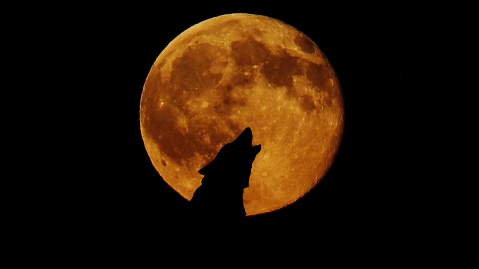 Wolf howling at the moon