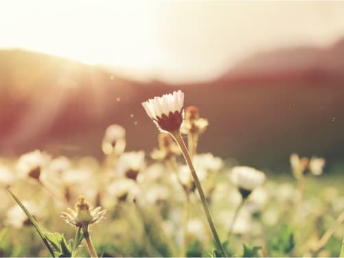 Refresh Your Career in Time for Spring
