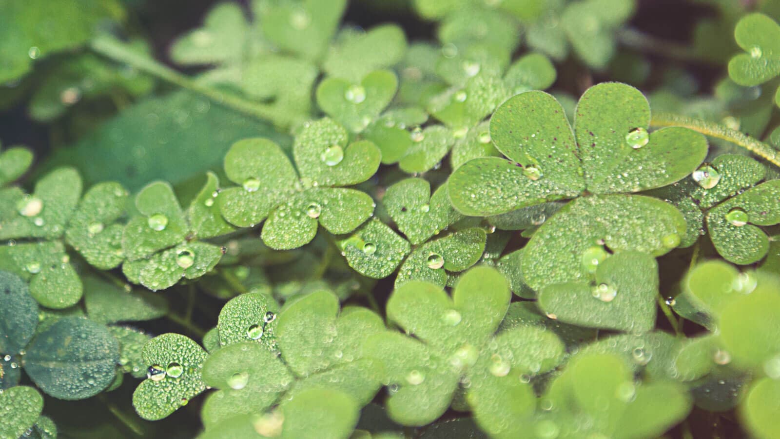 Clovers