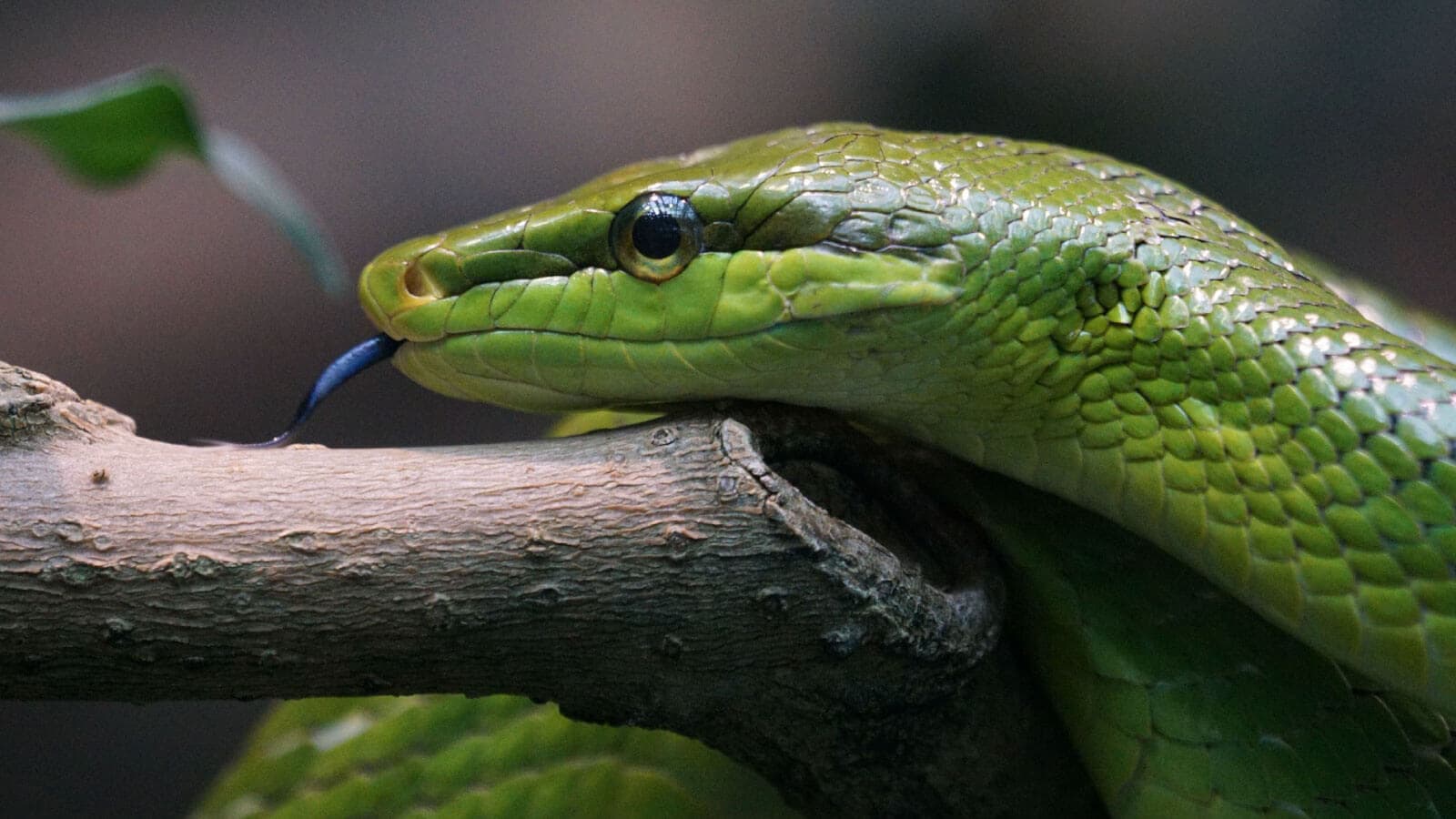 Snake