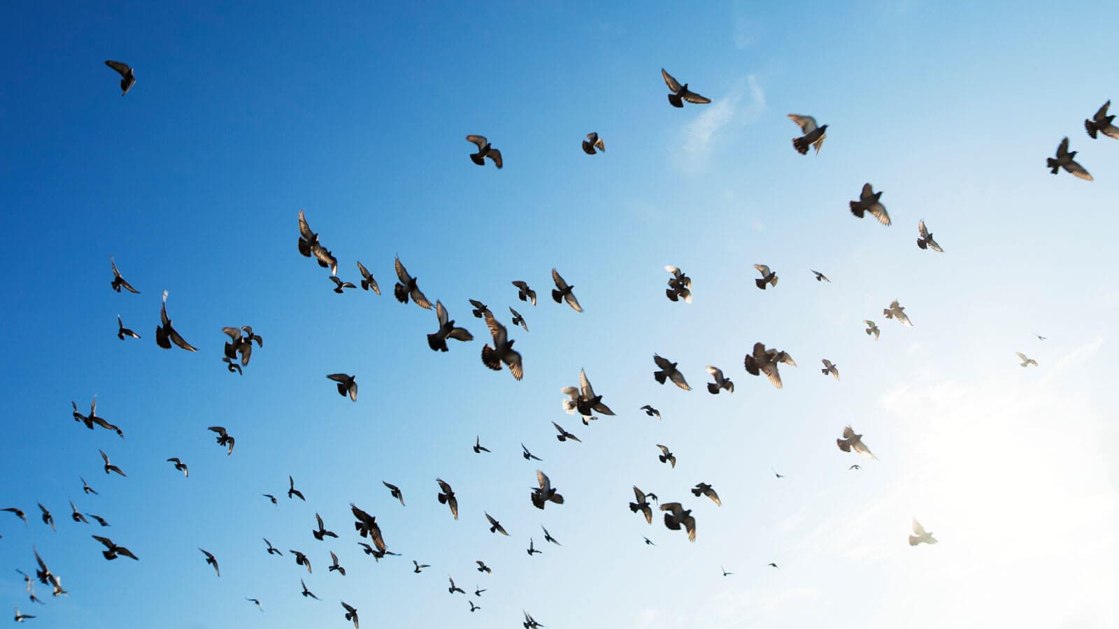 Birds flying