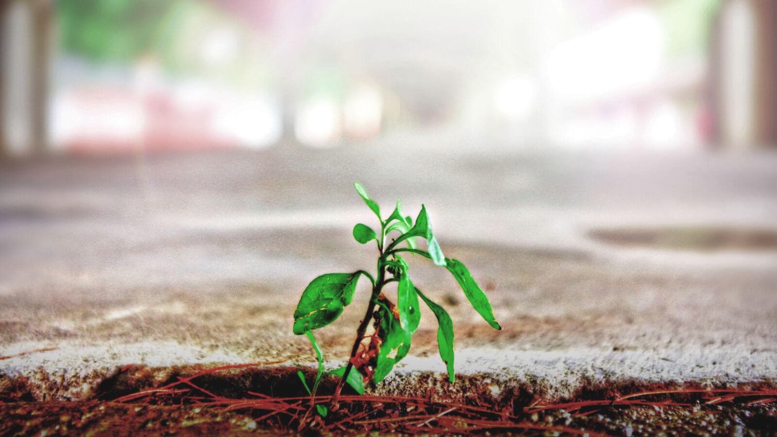 Plant growing