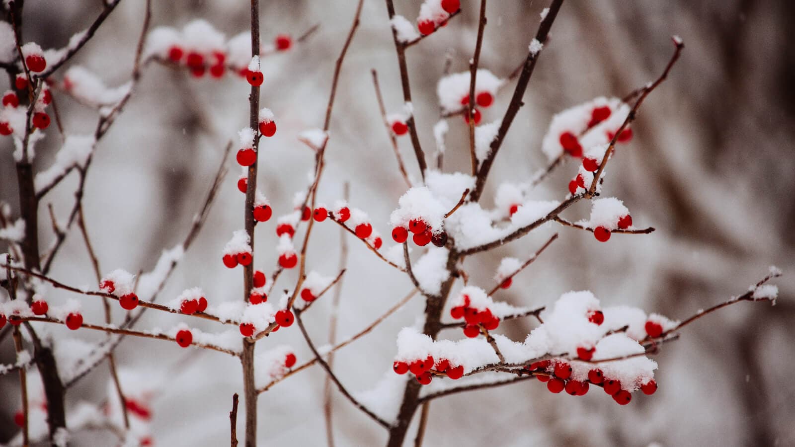 Winter Scene
