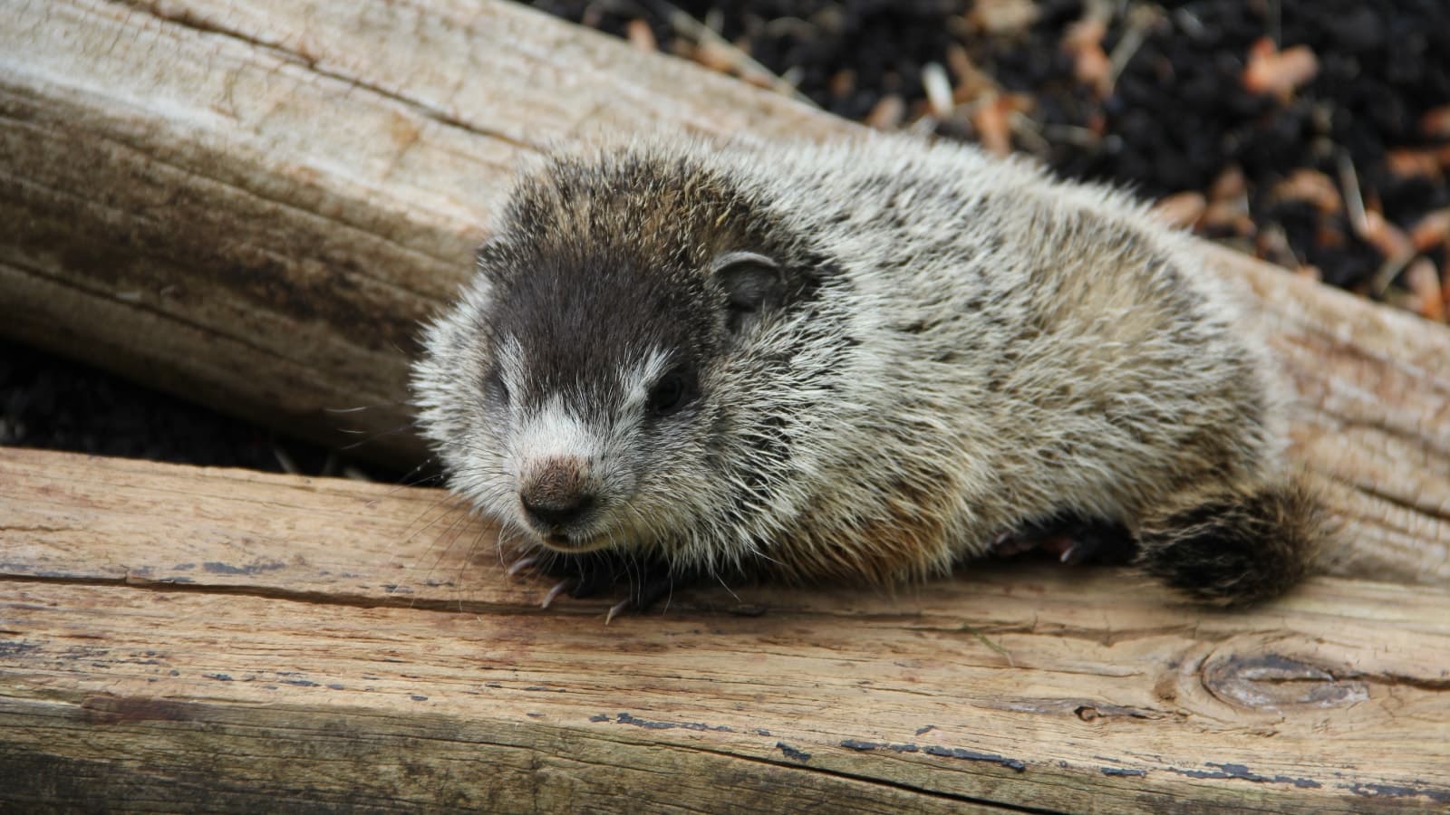 Groundhog
