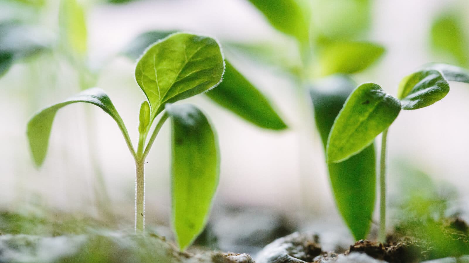 Plants
