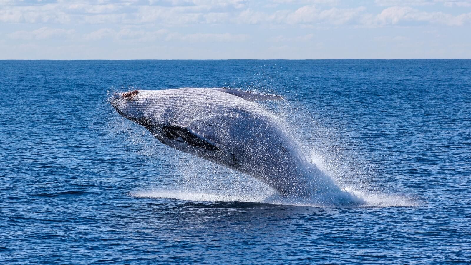 Whale