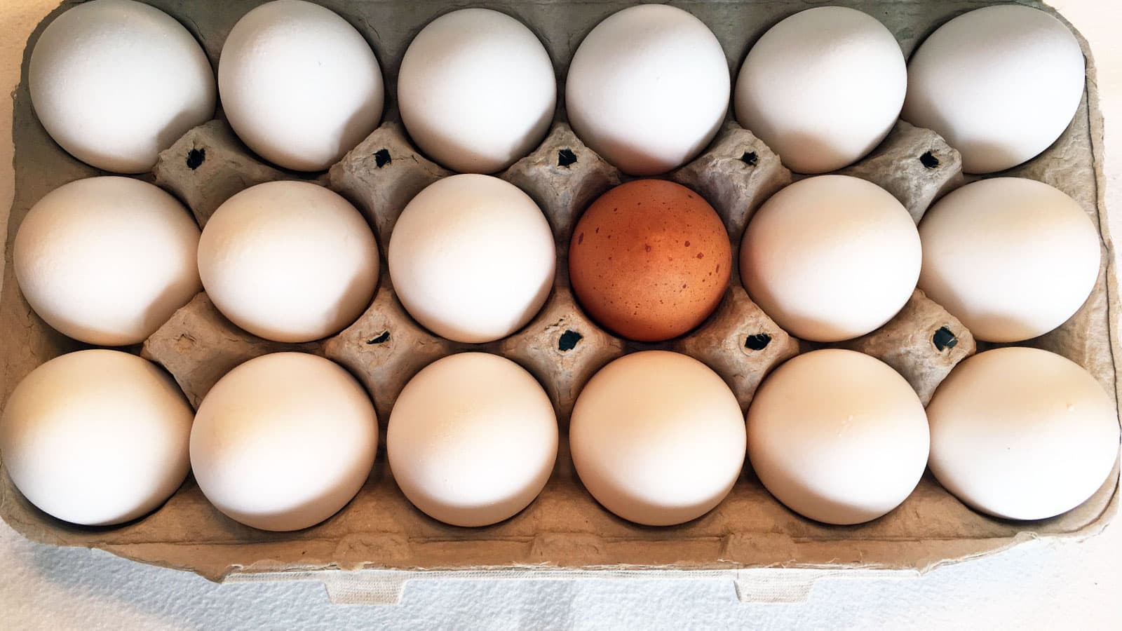 Brown egg in carton of white eggs